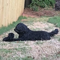 Labradoodle puppies for sale