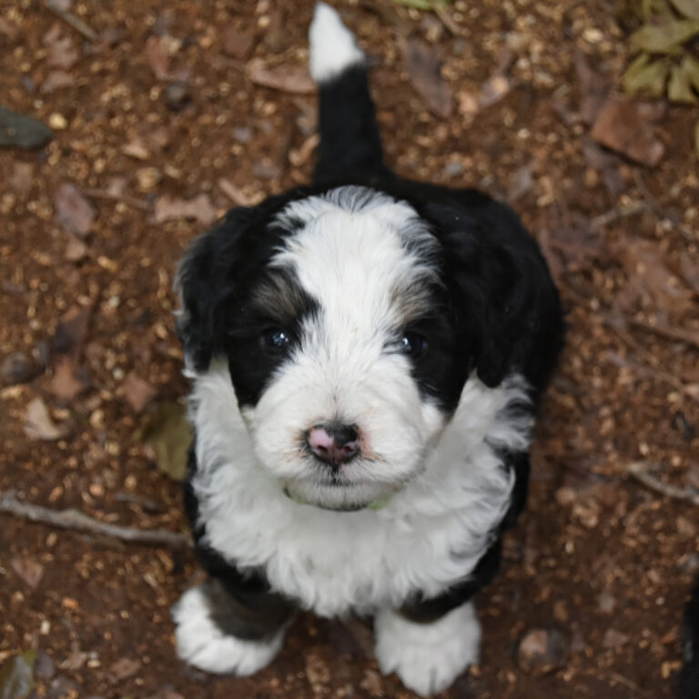 Bernedoodle Puppy available
