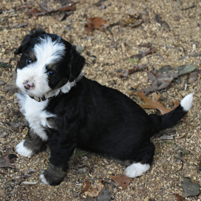Bernedoodle puppy available
