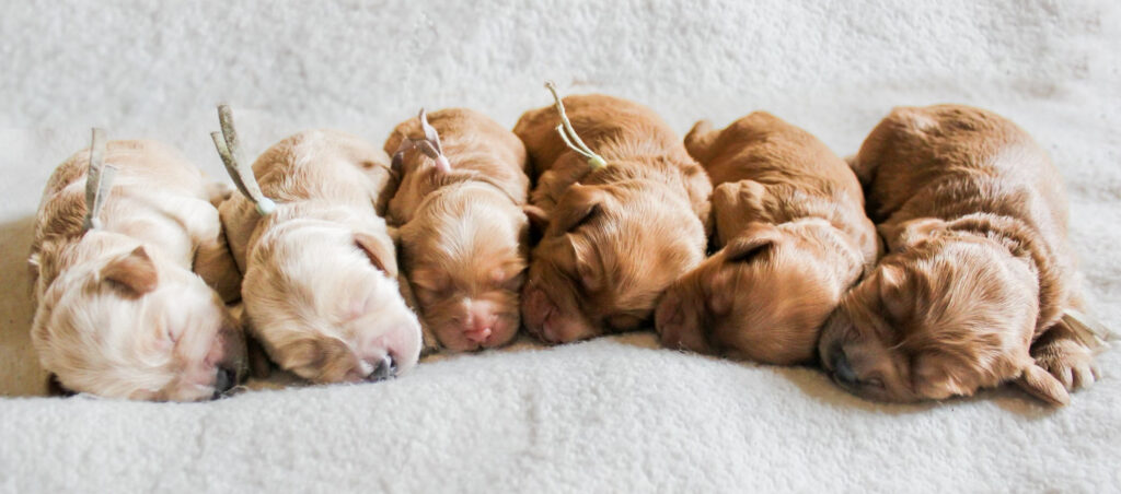 Australian Labradoodle Puppies 1 week