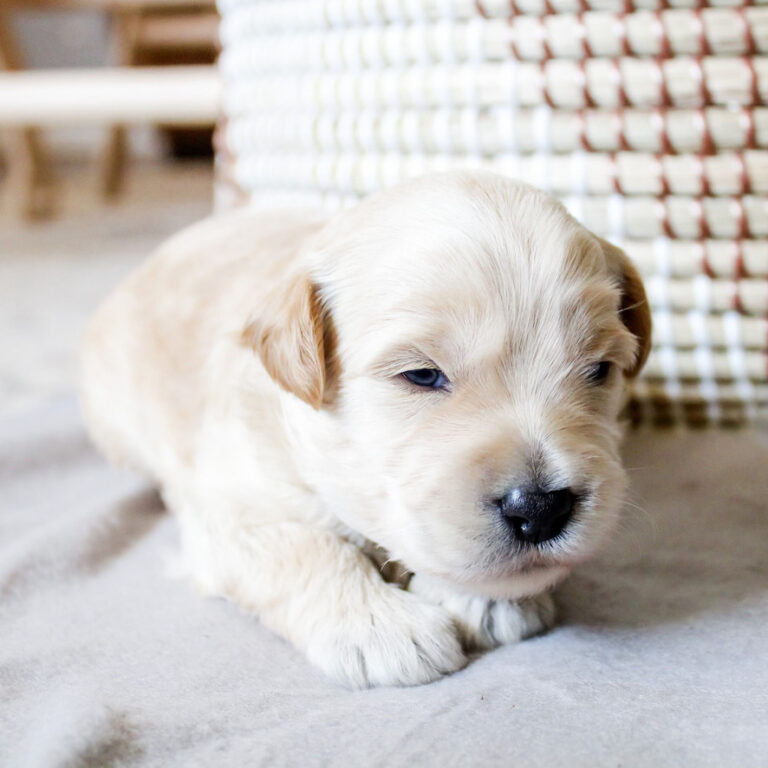 Labradoodle Puppies for sale