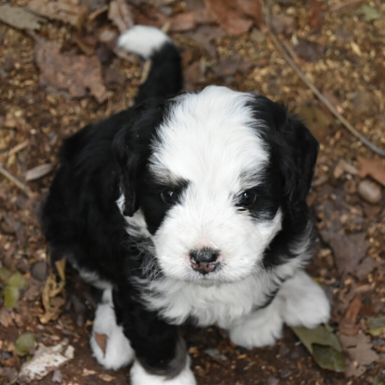 Bernedoodle puppy available