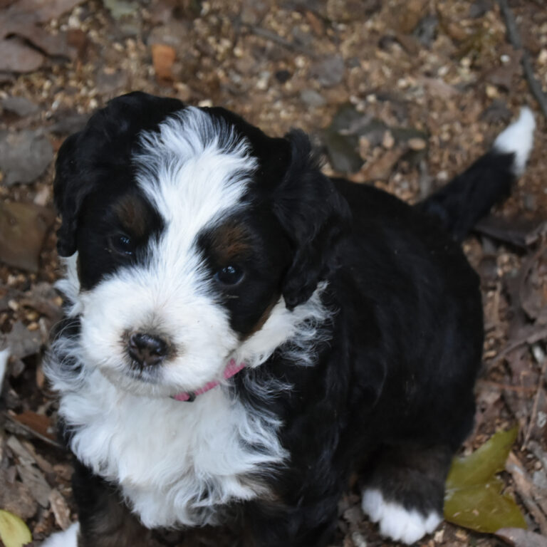 Bernedoodle Puppies for sale