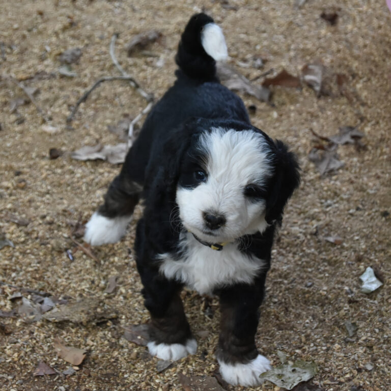 Bernedoodle Puppy available