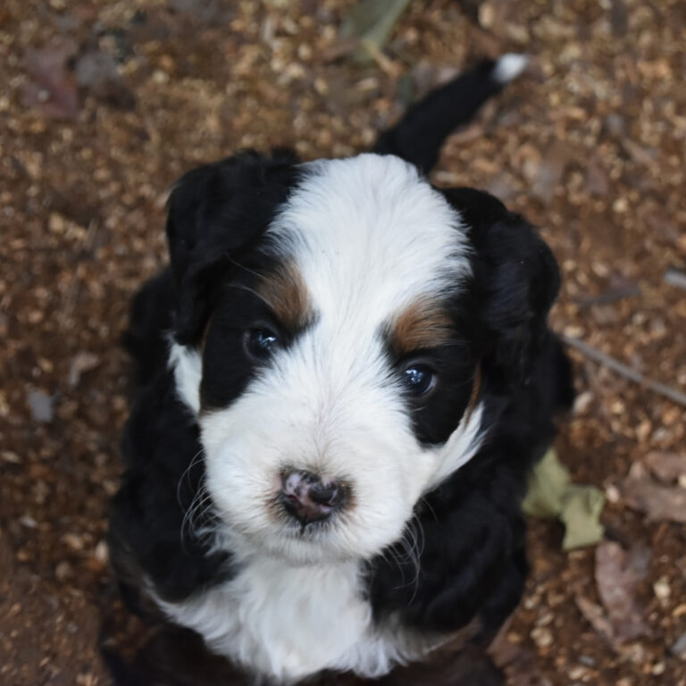 Bernedoodle Puppy Available