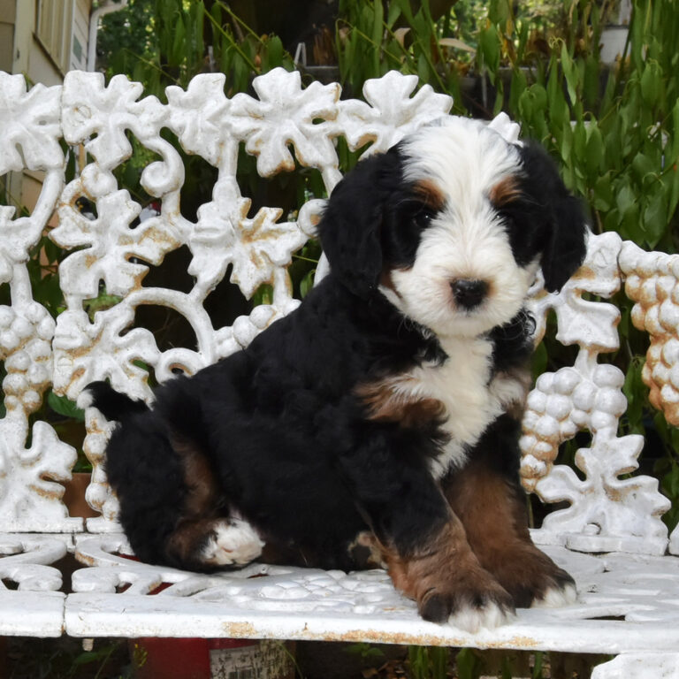 Bernedoodle puppies available