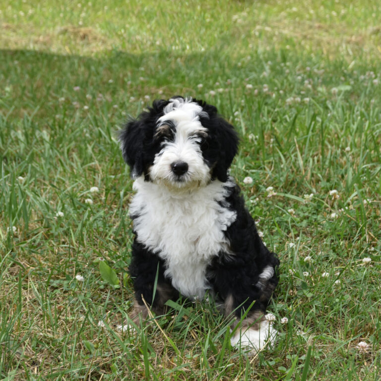 Bernedoodle puppies for same