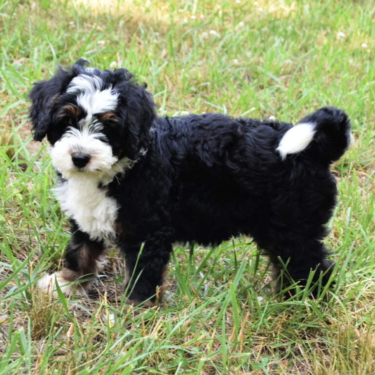 Available Bernedoodle Puppies