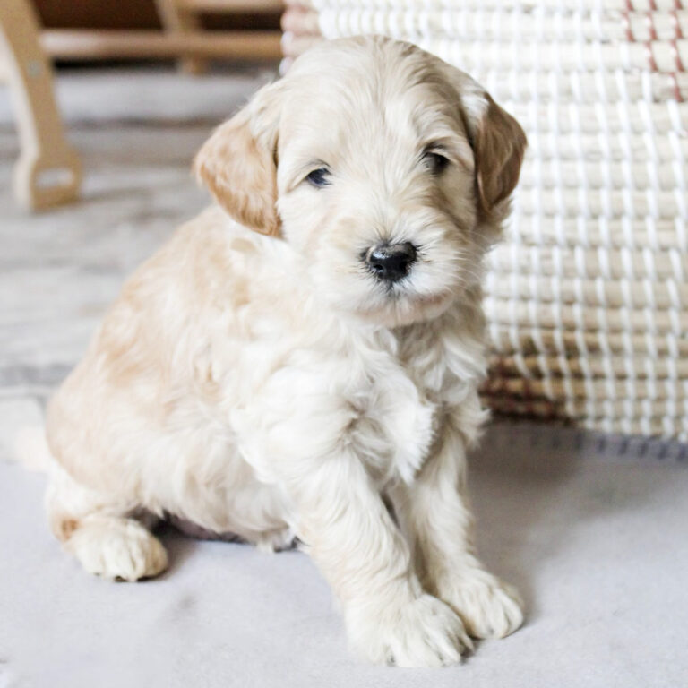 Labradoodle Puppies for sale