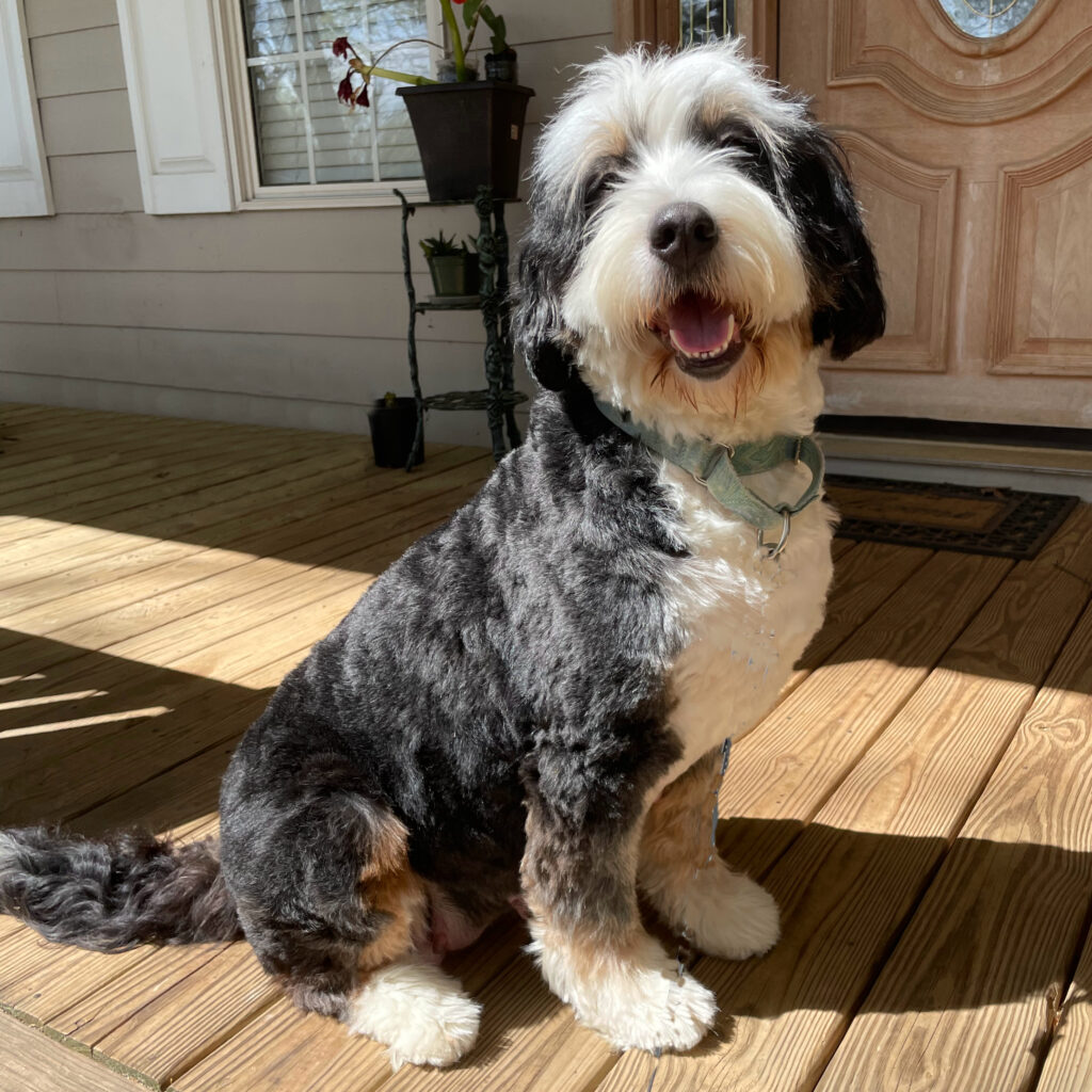 Bernedoodle Puppies near me