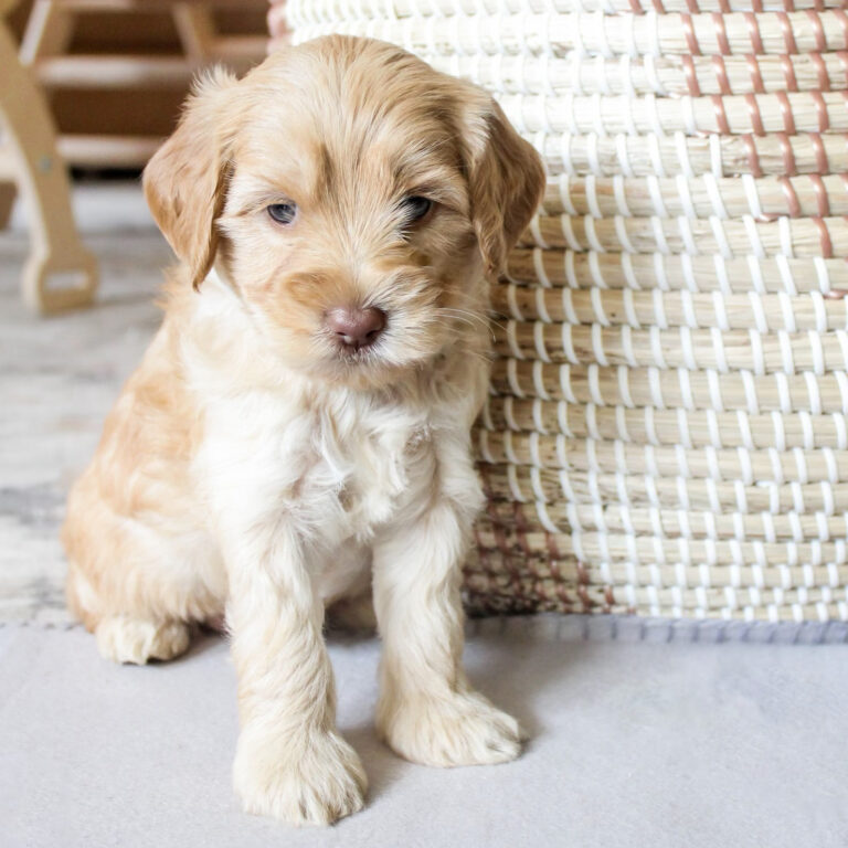 Labradoodle Puppies for Sale